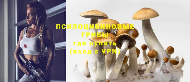 Псилоцибиновые грибы Psilocybine cubensis  купить наркотик  Стрежевой 