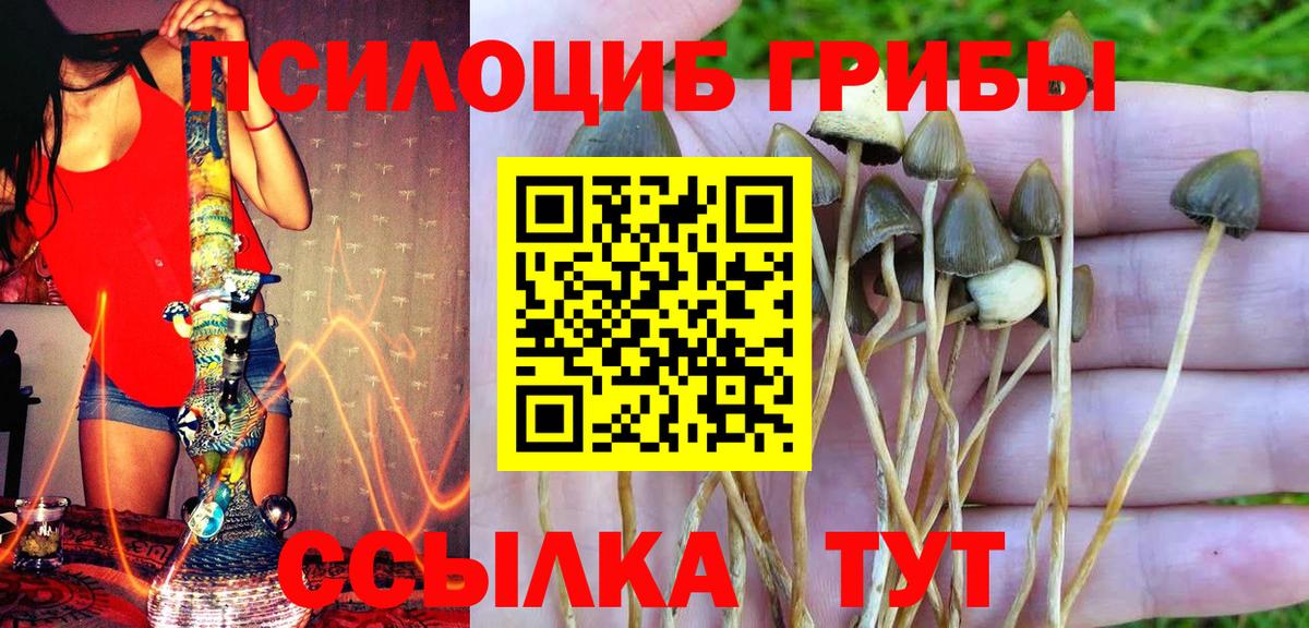 Псилоцибиновые грибы Psilocybe Стрежевой